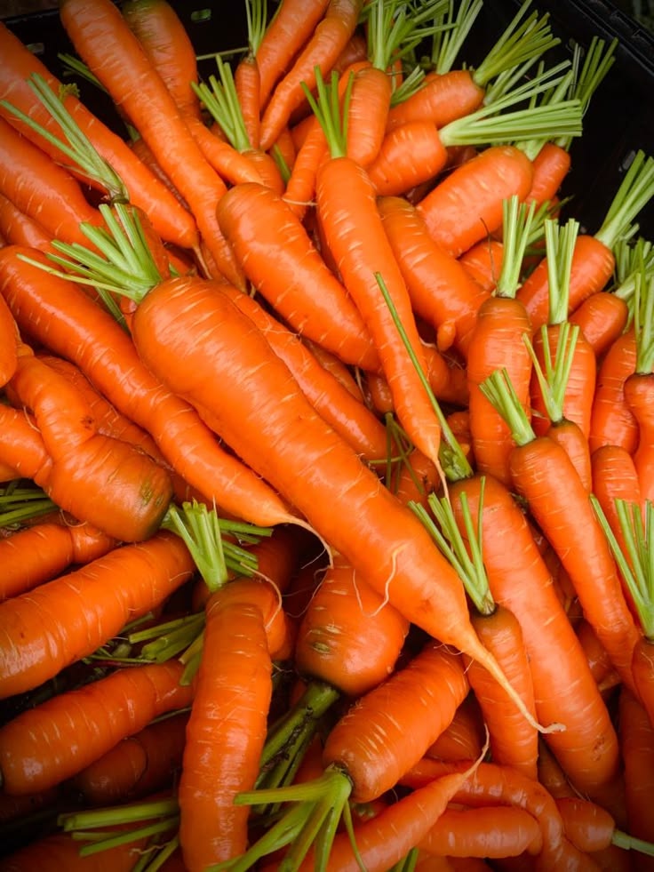 Carrot