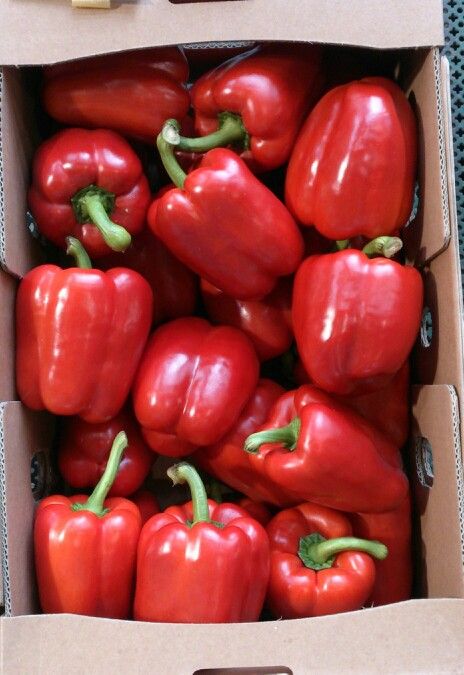 Red Bell Pepper 