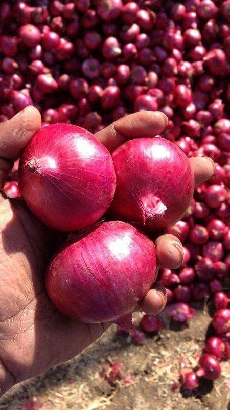 Onions