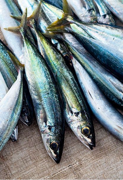Fish