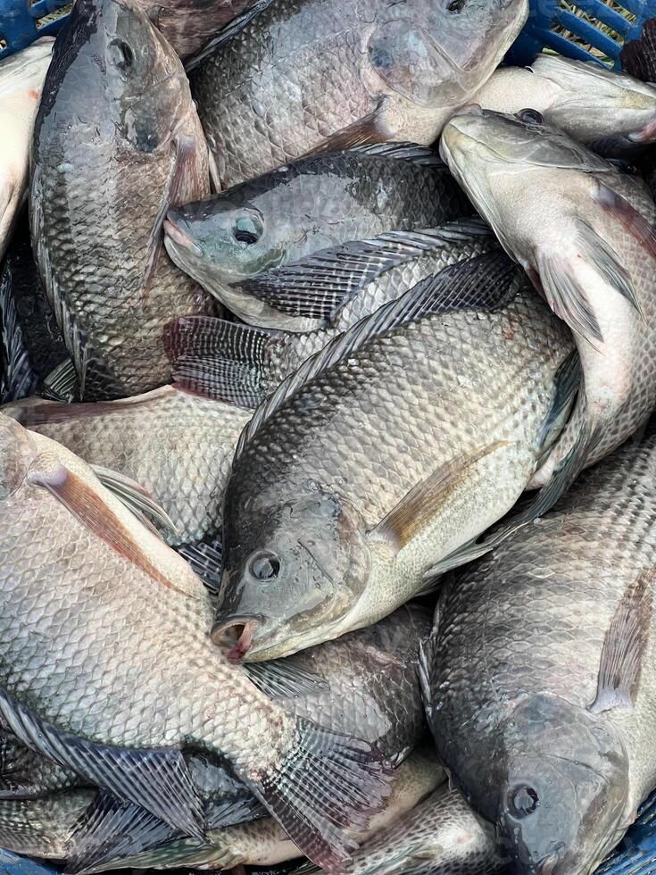 Tilapia