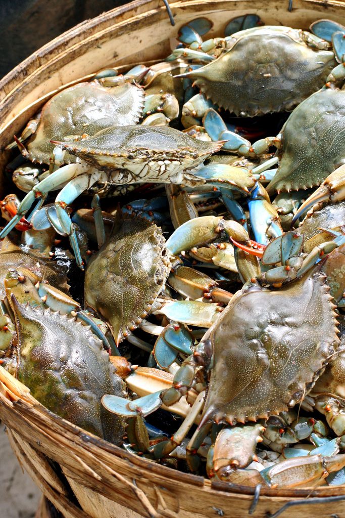 Crab