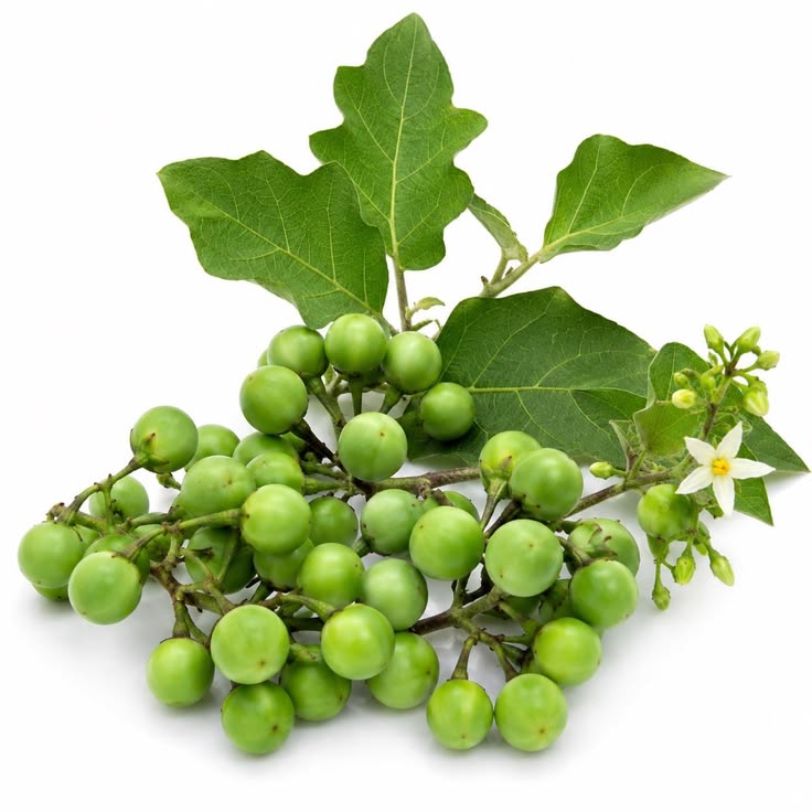 Green Berries Abedu