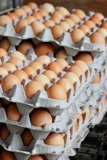 Eggs 